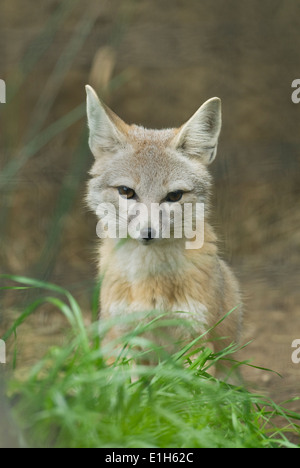 San Joaquin Kit Fox (Vulpes vulpes macrotis mutica) Bakersfield, California in via di estinzione Foto Stock