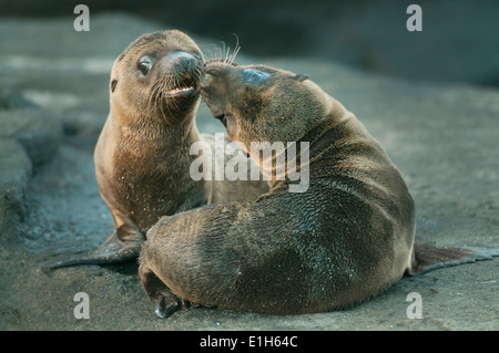 Le Galapagos Sea Lion cuccioli, (Zalophus wollebaeki), RIPRODUZIONE, isola di Santiago, isole Galapagos, Ecuador Foto Stock