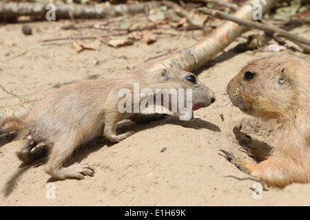 Baby giovane nero-tailed prairie dog (Cynomys ludovicianus) e sua madre accanto al burrow Foto Stock