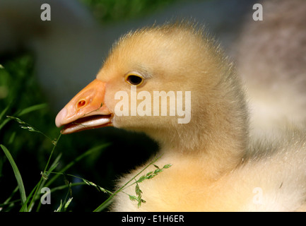 Carino fluffy baby gosling (Anser anser domesticus) in close-up, vista di profilo Foto Stock