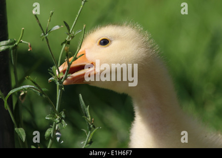 I capretti oca domestica (Anser anser domesticus) close-up Foto Stock