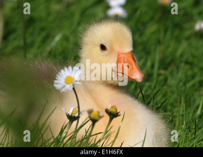 Carino fluffy baby gosling (Anser anser domesticus) in close-up, vista di profilo Foto Stock