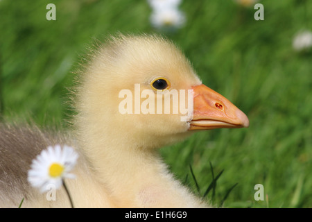 Carino fluffy baby gosling (Anser anser domesticus) in close-up, vista di profilo Foto Stock