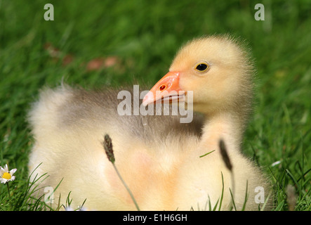 I capretti oca domestica (Anser anser domesticus) close-up Foto Stock