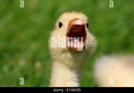 I capretti oca domestica (Anser anser domesticus) la chiamata Foto Stock