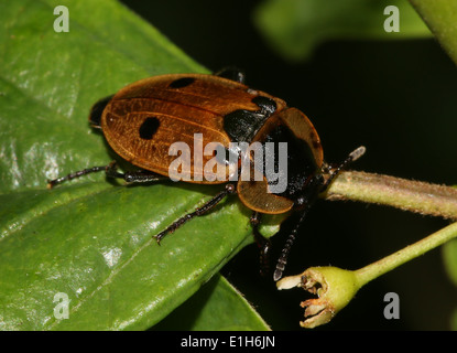 Quattro-spotted carrion beetle (Xylodrepa quadrimaculata, Dendroxena quadrimaculata) a.k.a. quattro-spotted sexton beetle Foto Stock