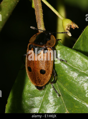 Quattro-spotted carrion beetle (Xylodrepa quadrimaculata, Dendroxena quadrimaculata) a.k.a. quattro-spotted sexton beetle Foto Stock