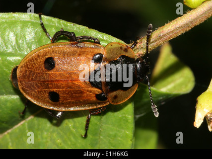 Quattro-spotted carrion beetle (Xylodrepa quadrimaculata, Dendroxena quadrimaculata) a.k.a. quattro-spotted sexton beetle Foto Stock