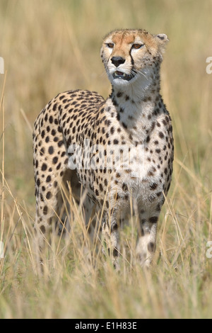 Ritratto di un ghepardo (Acinonyx jubatus raineyii ), Mara triangolo, il Masai Mara riserva nazionale, Narok, Kenya, Africa Foto Stock