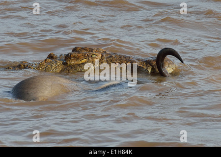Western white-barbuto gnu attaccato dal coccodrillo del Nilo nel fiume Foto Stock