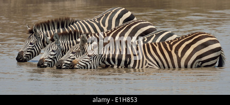 Quattro Burchell's Zebra (Equus quagga) bere nel fiume, Narok, Kenya, Africa Foto Stock