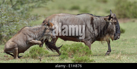 Due Western white-barbuto GNU (Connochaetes taurinus mearnsi) esecuzione di triangolo Mara Masai Mara Narok Kenya Foto Stock
