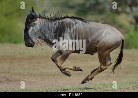 Esecuzione di un Western white-barbuto GNU (Connochaetes taurinus mearnsi) Triangolo Mara Masai Mara Narok Kenya Foto Stock