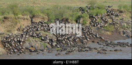 Western white-barbuto GNU (Connochaetes taurinus mearnsi) sulla riva lontana triangolo Mara Masai Mara Narok Kenya Foto Stock