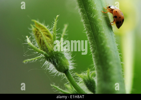 Close up beetle arrampicarsi gambo di fiore Foto Stock