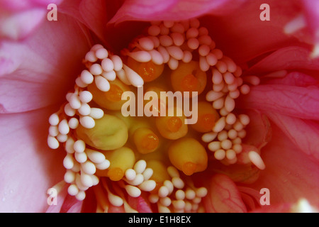 La fotografia macro di petaled rosa con dei fiori di bianco e giallo stame Foto Stock