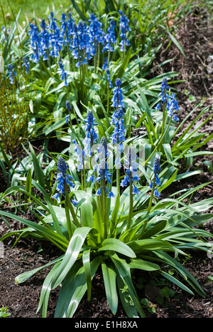 Bluebells spagnolo in un giardino inglese Foto Stock