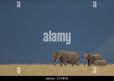 Piccolo gruppo dell'elefante africano (Loxodonta africana), Mara triangolo, il Masai Mara riserva nazionale, Narok, Kenya, Africa Foto Stock