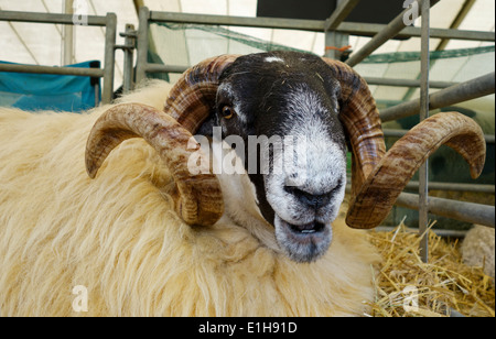 Ritratto di una pecora di razza rara al Royal Bath and West Show, Somerset, Inghilterra, Regno Unito Foto Stock