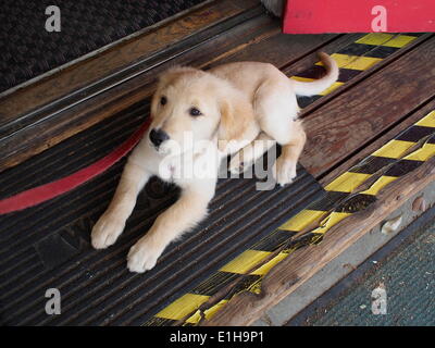 Boulder Creek, California, Stati Uniti d'America. Il 3 maggio, 2014. Un golden retriever cucciolo. (Credit: © Mark Avery/ZUMApress.com) Foto Stock