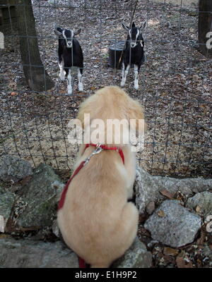 Boulder Creek, California, Stati Uniti d'America. Il 3 maggio, 2014. Un golden retriever cucciolo controlla una coppia di baby capre. (Credit: © Mark Avery/ZUMApress.com) Foto Stock