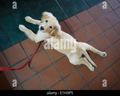 Boulder Creek, California, Stati Uniti d'America. Il 3 maggio, 2014. Un golden retriever cucciolo. (Credit: © Mark Avery/ZUMApress.com) Foto Stock