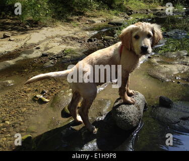 Boulder Creek, California, Stati Uniti d'America. Il 3 maggio, 2014. Un golden retriever cucciolo. (Credit: © Mark Avery/ZUMApress.com) Foto Stock