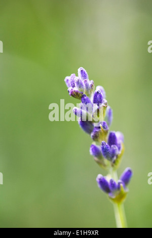 Singolo picco di lavanda, crescendo in un giardino alla francese. Lavandula fiori. Foto Stock
