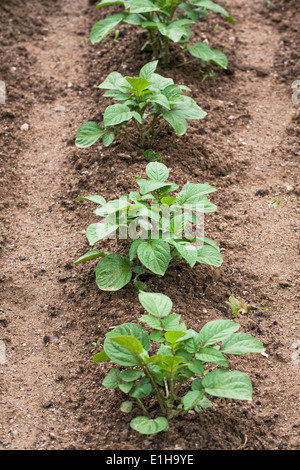 Solanum tuberosum crescendo in un orto. Foto Stock