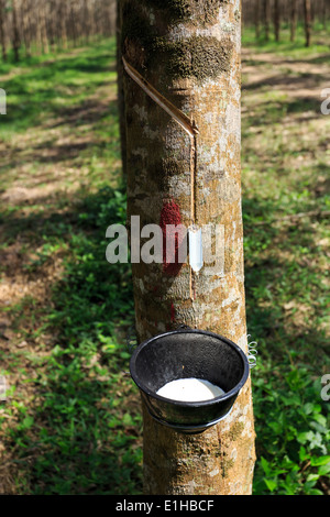 Toccando lattice da un albero di gomma closeup Foto Stock