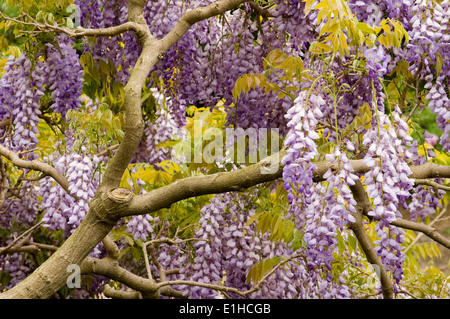 Fiori di glicine in fiore e pendente dalla struttura ad albero e rami di vite Foto Stock