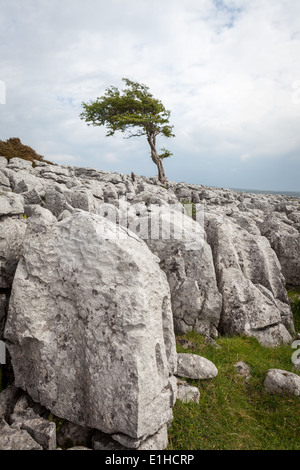 Un Lone Tree sulla cicatrice Twisleton nel Yorkshire Dales National Park Foto Stock