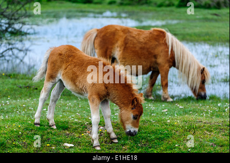 Pony Shetland & New Forest Pony nella nuova foresta Hampshire REGNO UNITO Foto Stock