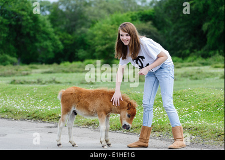 Ragazza giovane con la nuova nata di pony Shetland nella nuova foresta Foto Stock