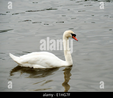 Cigno sul Fiume Reno Foto Stock