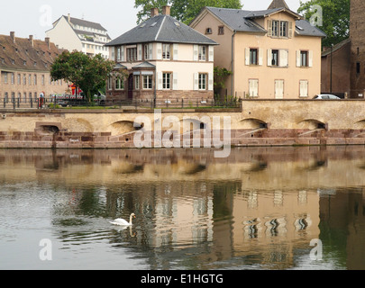 Il White Swan nuotare sul fiume a Strasburgo Francia Foto Stock