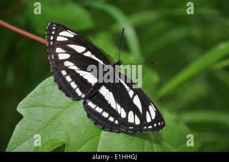 Neptis sappho, comune aliante Foto Stock