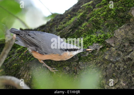 Picchio muratore, Sitta europaea Foto Stock