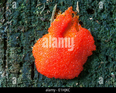 Color salmone Slime stampo (Tubifera ferruginosa), Hesse, Germania Foto Stock