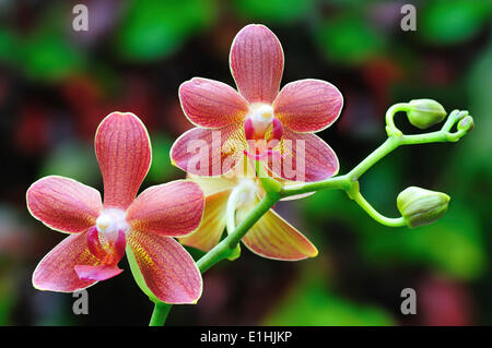 Rosso-marrone fiori di orchidea (phalaenopsis) sul ramo con le gemme Foto Stock