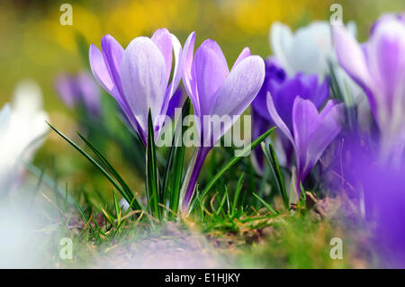 Viola e bianco di crochi (Crocus) Foto Stock