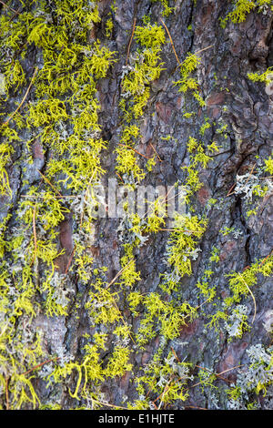 Licheni su un pino svizzero morto (Pinus cembra) nella pineta Dio Tamangur, Val S-charl, Parco Nazionale Svizzero, Graubünden Foto Stock