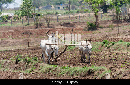 L'agricoltore indiano campo di aratura con un giogo di buoi, Nagarhole National Park, Karnataka, India Foto Stock