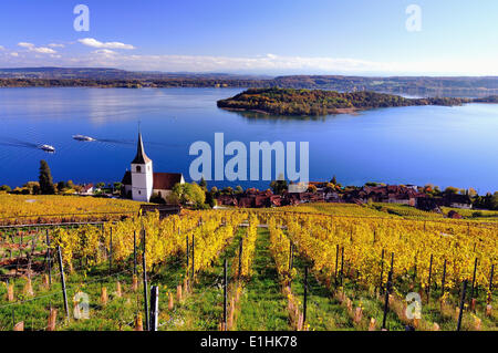 Il lago di Bienne e vigneti in autunno, San Pietro Isola sul retro, Ligerz, cantone di Berna, Svizzera Foto Stock