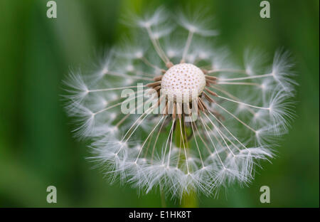 Tarassaco (Taraxacum officinale), blowball, Turingia, Germania Foto Stock