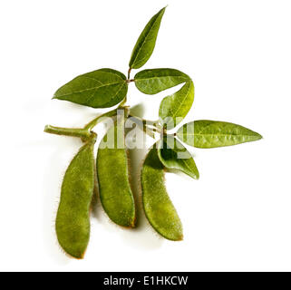 I semi di soia (Glycine max) con foglie Foto Stock