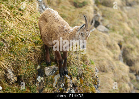 Stambecco delle Alpi (Capra ibex), femmine gravide, Oberland bernese, Svizzera Foto Stock