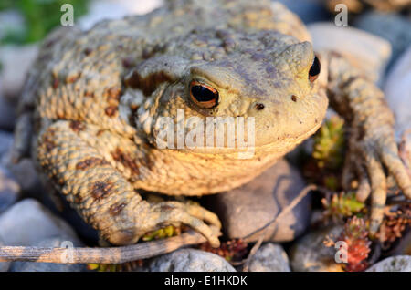 Il rospo comune (Bufo bufo) sulla ghiaia, Baviera, Germania Foto Stock