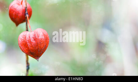 Bokeh natura sfondo della infiorescenza Physalis alkekengi (lanterna cinese) Foto Stock