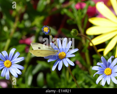 Fiori da Giardino a Ellenborough Park, Cotswolds Foto Stock